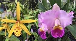 Cattleya Horace x Richard Mueller