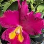 Blc. Jerry Rehfield 'Hawaii'