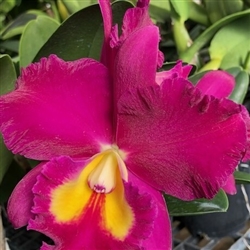 Blc. Jerry Rehfield 'Hawaii'