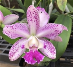 Cattleya Lavender Ice x C. Caudebec