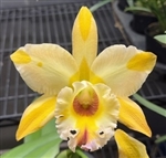 Rlc. Majestic Light 'Hidden Treasure'