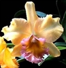 Blc. Malworth 'Orchidglade' FCC/AOS