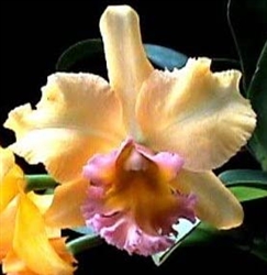 Blc. Malworth 'Orchidglade' FCC/AOS