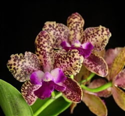 Cattleya Mark Jones 'Peter's Gift'