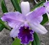 Lc. Mary Elizabeth Bohn 'Royal Flare' AM/AOS