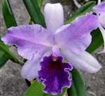 Lc. Mary Elizabeth Bohn 'Royal Flare' AM/AOS