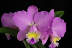 Cattleya Maui Dazzler 'Mother's Day'