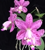 Cattleya Maui's Crystal Pink 'Valley Isle' AM/AOS x self