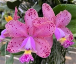 Cattleya Maui's Pink Crystal 'Bubble Gum'