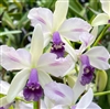 Cattleya Miranda's Blue Berry 'Miranda Orchids' AM/AOS