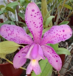 Cattleya Olenus (harrisoniana x aclandiae)