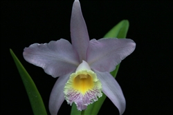 Cattleya Oliventensis (loddigesii x maxima)