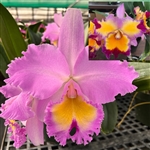 Rlc. Pamela Heatherington 'Coronation' x Dick Smith 'Paradise'