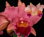Rlc. Pumpkin Mist 'Exotic Orchids' x Rlc. George Horace