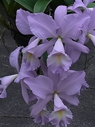 Cattleya Sea Breeze (warneri v. coerulea x walkeriana v. coerulea)