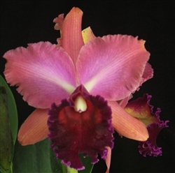 Blc. Sorpresa en Oro 'Maui Glow' AM/AOS