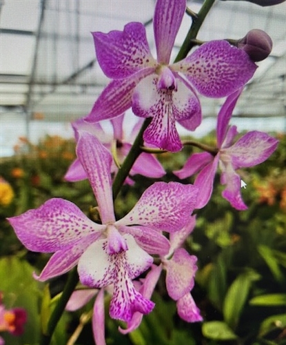 Tuckerara (Cattleya x Epidendrum x Caularthron) Hilo Adventure