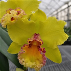 Blc. Unconditional Love 'Volcano Queen'