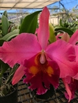 Blc. Valley Isle Charm 'Valley Isle Giant' FCC/AOS