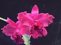 Pot. Valley Isle Red 'Valley Isle ' x Blc. Mem. Mary Anderson 'Exotic Orchids