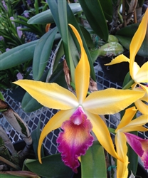 Blc. Wow 'Exotic Accent'