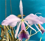 Cattleya jenmanii var. coerulea x walkeriana var. coerulea