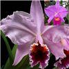 Cattleya percivaliana 4N x trianae 'Cashens' 4N