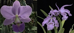 Cattleya walkeriana 'Blue Moon' x maxima v. coerulea 'Blue Sky'