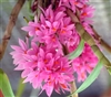 Dendrobium Hibiki 'Pink Passion' AM/AOS