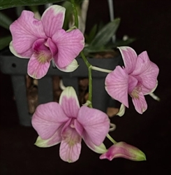 Dendrobium Maui Pixie 'Valley Isle' AM/AOS