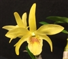 Dendrobium Stardust Firebird