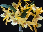 Dendrobium Stardust 'Maui'