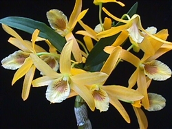 Dendrobium Stardust 'Maui'