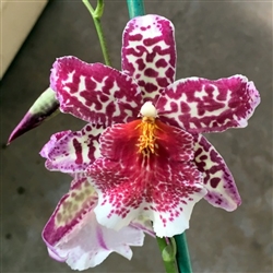 Beallara Big Shot 'Pink Panther'