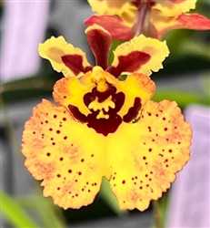 Tolumnia Jairak Firm 'Yellow' x William Thurston 'Rainbow'