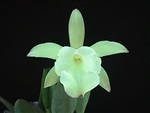 Brassavola glauca v. alba 'Japan 2015'