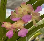 Rhynchorides Chiengmai (Aerides houlletiana x Rhynchostylis coelestis v. alba)