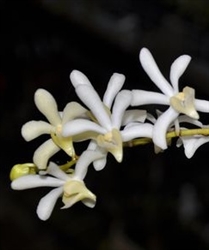 Aerides houlletiana x V. lamellata