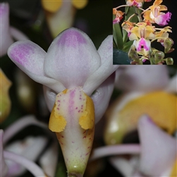 Rlc Orchid Jennifer Off 'Joan' HCC/ AOS (Rhyncholaeliocattleya hybrid)