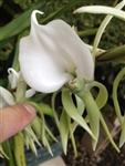 Angraecum eburneum