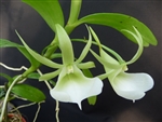 Angraecum eichlerianum