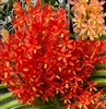 Ascocentrum aurantiacum