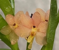 Ascocentrum Tangerine Blush (christensonianum x aurantiaca)