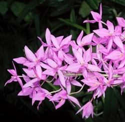 Barkeria melanocaulon