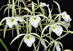 Brassavola flagellaris