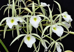 Brassavola flagellaris