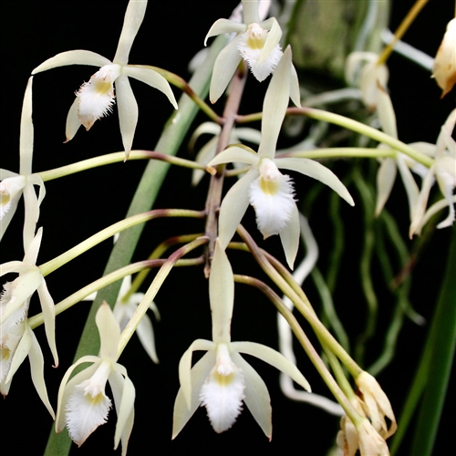 Brassavola martiana 'Mint Mist' AM/AOS x self