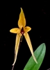 Bulbophyllum ebracteolatum