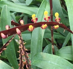 Bulbophyllum falcatum v. velutina 'Gold Country'