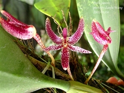 Bulbophyllum patens